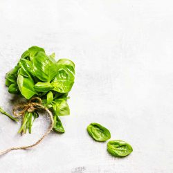 basilic