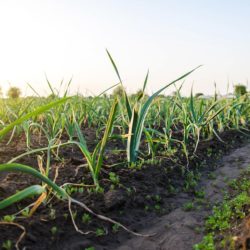 plantation de poireaux