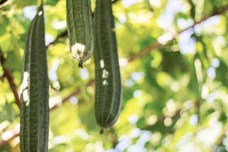 Recette de la courgette aigre-douce – Un petit tour à la ferme